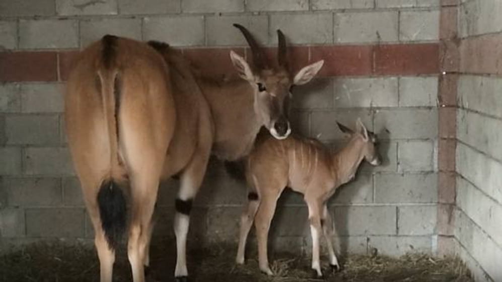 В крымском зоопарке у антилоп родился детеныш