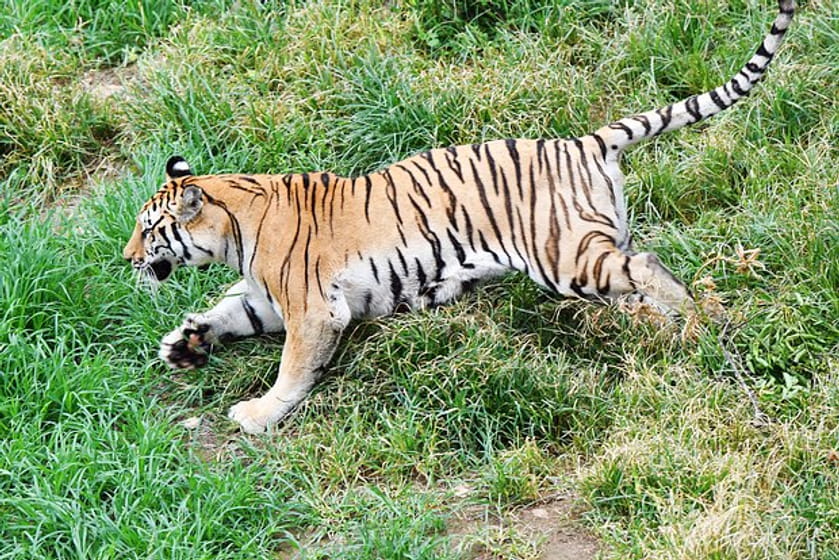Раненый после драки тигр покалечил двух лесников в Индии