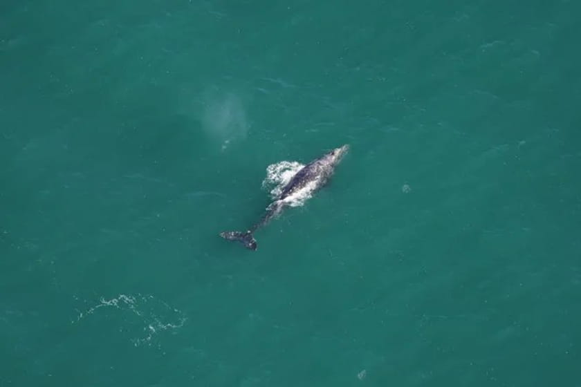 В Атлантическом океана обнаружили редких серых китов 