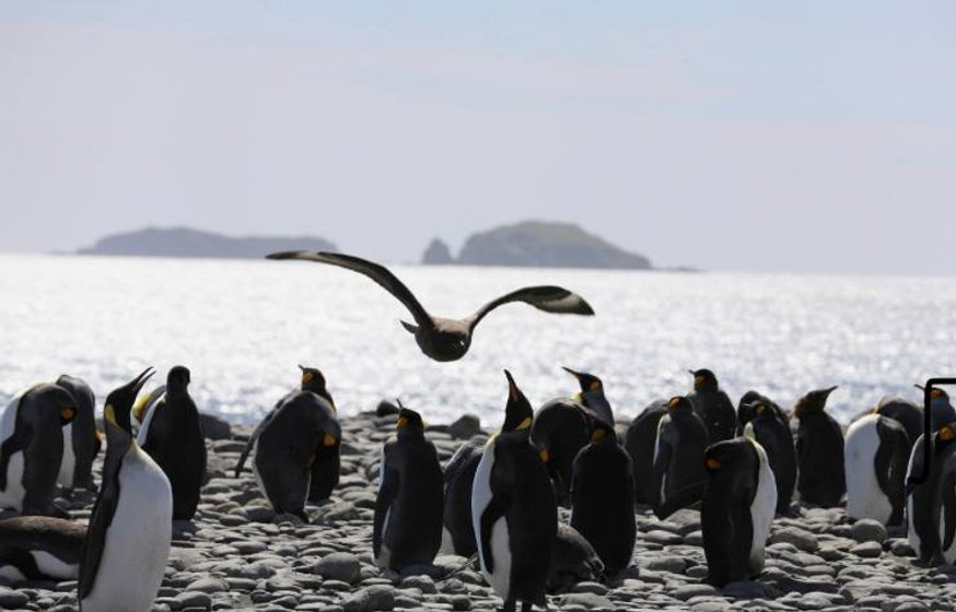 В птицах в Антарктике нашли микропластик