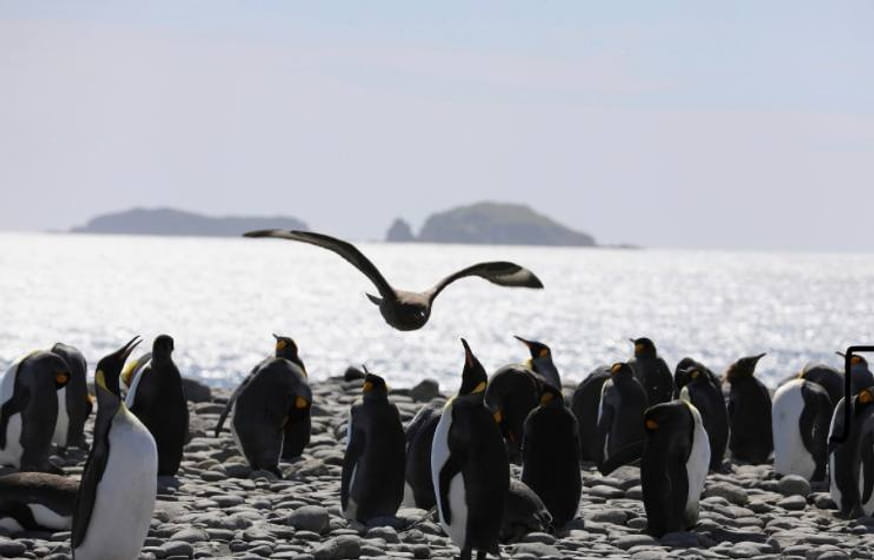 В птицах в Антарктике нашли микропластик